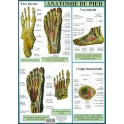 Planche anatomie du pied